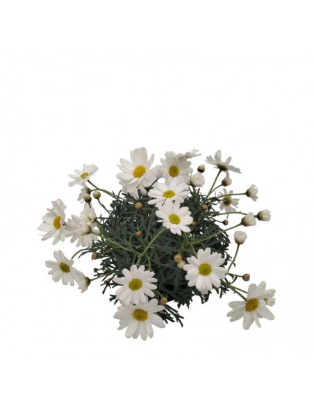 MARGHERITA diametro vaso 10 cm
