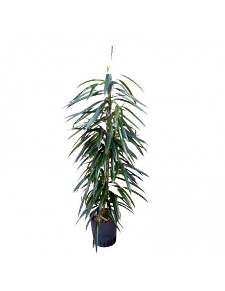 IDROCOLTURA FICUS BINNENDIJKII ALII, diametro v 18/19 cm