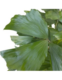 IDROCOLTURA CARYOTA MITIS TUFT, diametro vaso  18/19 cm 2