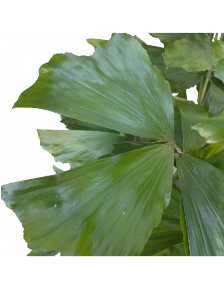 IDROCOLTURA CARYOTA MITIS TUFT, diametro vaso  18/19 cm