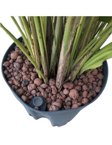 IDROCOLTURA CARYOTA MITIS TUFT, diametro vaso  18/19 cm