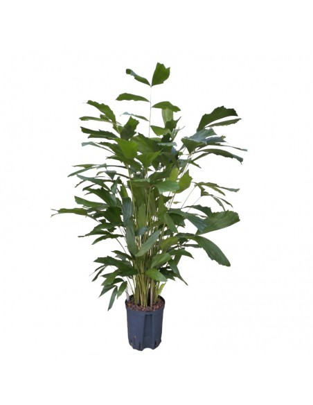 IDROCOLTURA CARYOTA MITIS TUFT, diametro vaso  18/19 cm