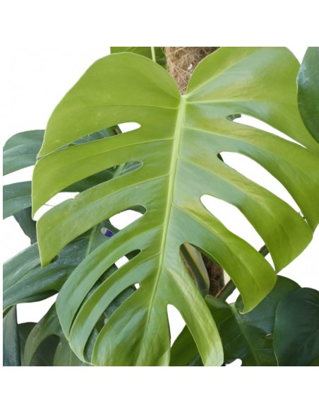 IDROCOLTURA MONSTERA DELICIOSA 120, d. vaso 25/19 cm
