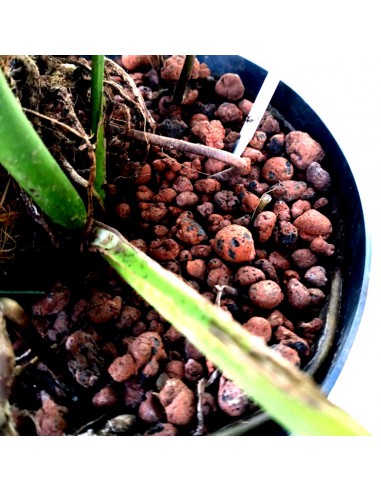 IDROCOLTURA MONSTERA DELICIOSA 120, d. vaso 25/19 cm