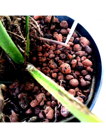 IDROCOLTURA MONSTERA DELICIOSA 120, d. vaso 25/19 cm