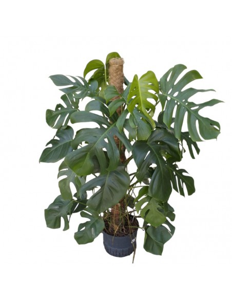 IDROCOLTURA MONSTERA DELICIOSA 120, d. vaso 25/19 cm