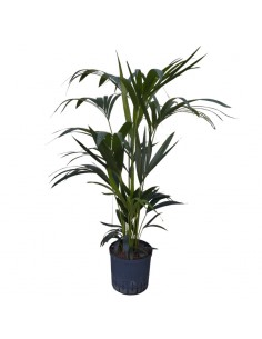 IDROCOLTURA KENTIA (HOWEA) FORSTERIANA, V. 22/19 cm