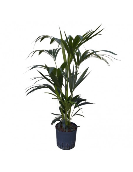 IDROCOLTURA KENTIA (HOWEA) FORSTERIANA, V. 22/19 cm