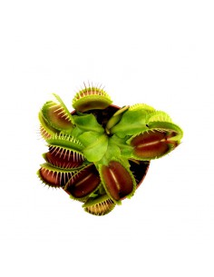 DIONAEA MUSCIPULA diametro vaso 5,5 cm (P. Carnivora)
