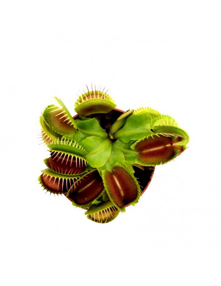 DIONAEA MUSCIPULA diametro vaso 5,5 cm (P. Carnivora)