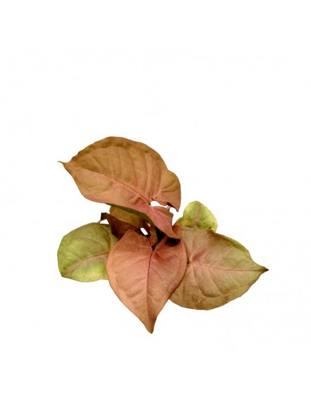SYNGONIUM NEON diametro vaso 6 cm