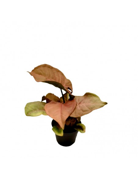 SYNGONIUM NEON diametro vaso 6 cm