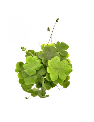 DORYOPTERIS CORDATA diametro vaso 5,5 cm