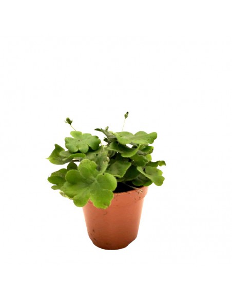 DORYOPTERIS CORDATA diametro vaso 5,5 cm