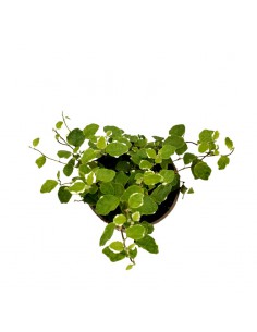FICUS PUMILA WHITE SUNNY diametro vaso 9 cm