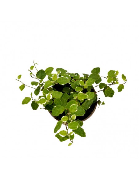 FICUS PUMILA WHITE SUNNY diametro vaso 9 cm