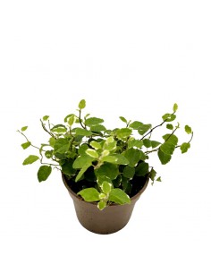 FICUS PUMILA WHITE SUNNY diametro vaso 9 cm 2