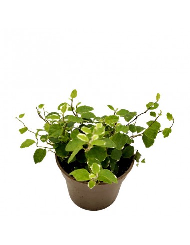 FICUS PUMILA WHITE SUNNY diametro vaso 9 cm