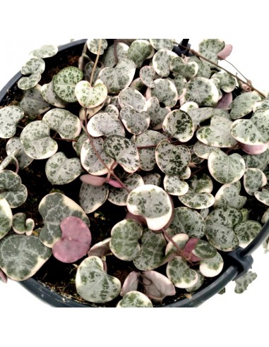 CEROPEGIA WOODII 'VARIEGATA' BASKET Vaso 14 cm