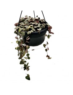 CEROPEGIA WOODII 'VARIEGATA' BASKET Vaso 14 cm 2