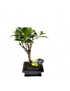 FICUS MICR. BONSAI FICUS RETUSA diametro vaso 11 cm