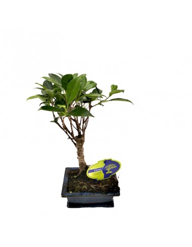 FICUS MICR. BONSAI FICUS RETUSA diametro vaso 11 cm