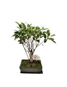 FICUS MICR. BONSAI FICUS RETUSA diametro vasi 20 cm