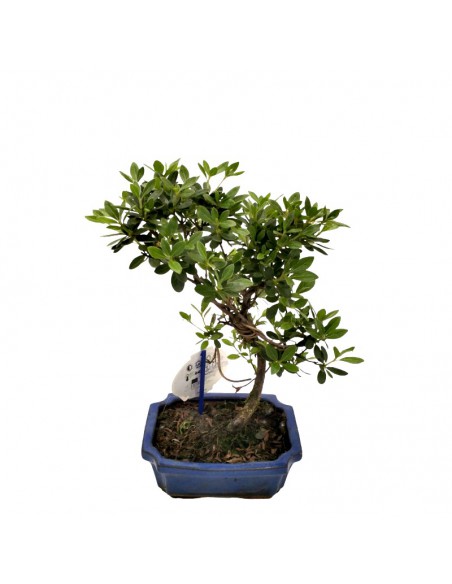 RHODODENDRON "AZALEA" BONSAI diametro vaso 15 cm