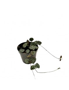CEROPEGIA WOODII "Collana di Cuori" vaso 6 cm