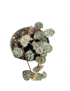 CEROPEGIA WOODII "Collana di Cuori" vaso 6 cm 2