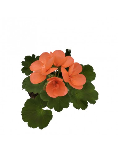 GERANIO ZONALE - ARANCIONE Diametro vaso 14 cm