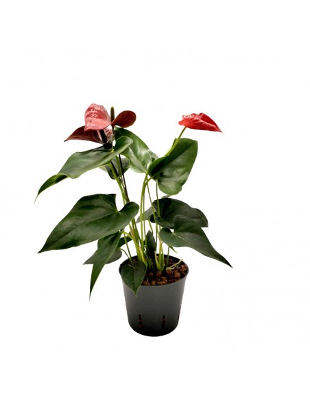 IDROCOLTURA ANTHURIUM ANDRAEANUM 'SIERRA'