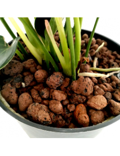 IDROCOLTURA ANTHURIUM ANDRAEANUM 'SIERRA' 2