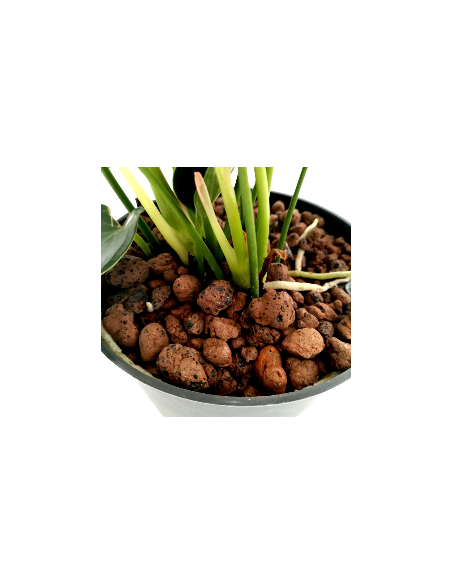 IDROCOLTURA ANTHURIUM ANDRAEANUM 'SIERRA'
