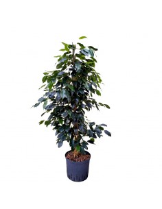 IDROCOLTURA FICUS BENJAMINA 'DANIELLE', v 22/19 cm