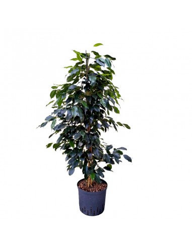 IDROCOLTURA FICUS BENJAMINA 'DANIELLE', v 22/19 cm