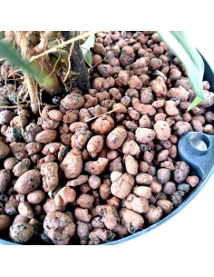 IDROCOLTURA FICUS BENJAMINA 'DANIELLE', v 22/19 cm 2