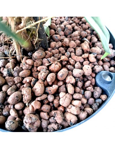 IDROCOLTURA FICUS BENJAMINA 'DANIELLE', v 22/19 cm