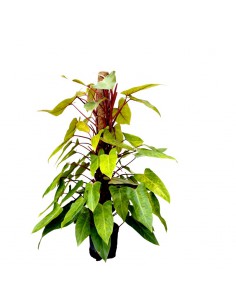 IDROCOLTURA PHILODENDRON 'PAINTED LADY' v 22/19 cm