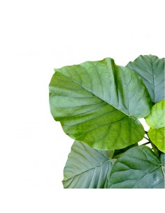 IDROCOLTURA FICUS 'UMBELLATA', diametro vaso  22/19 CM 2