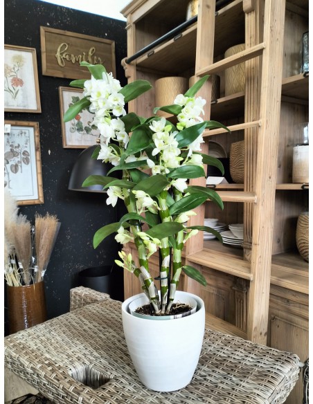 ORCHIDEA DENDROBIUM NOBILE 'WHITE' - 2 STELI v 12 cm