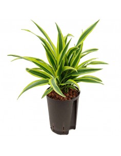 DRACAENA FRAGRANS 'LEMON LIME' diam. v. 15/19 cm