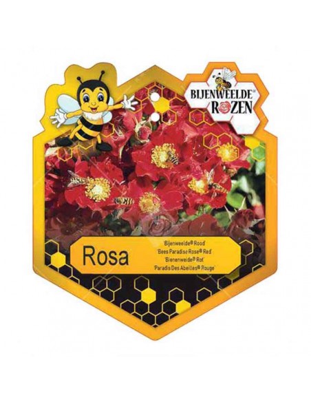 ROSA RED BEES PARADISE BUSH Vaso diam. 19 cm
