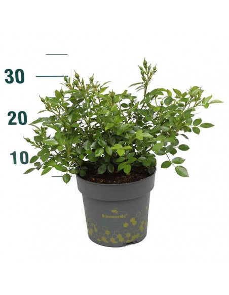 ROSA RED BEES PARADISE BUSH Vaso diam. 19 cm