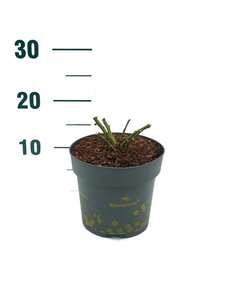 ROSA RED BEES PARADISE BUSH Vaso diam. 19 cm