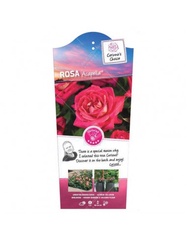 Rosa Acapella Vaso 19 cm: Bicolore Rosso e Argento Profumato