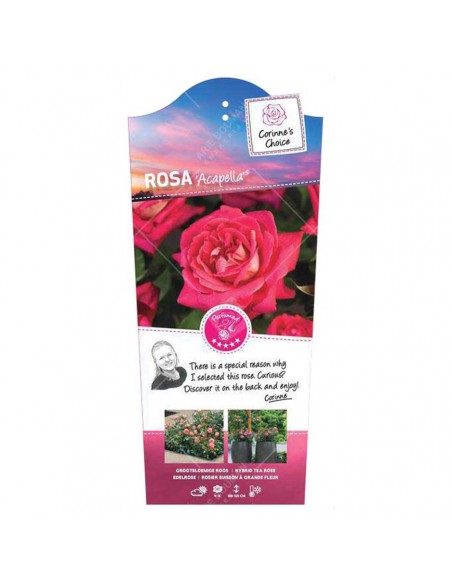 Rosa Acapella Vaso 19 cm: Bicolore Rosso e Argento Profumato