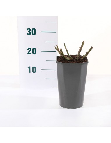 Rosa Acapella Vaso 19 cm: Bicolore Rosso e Argento Profumato