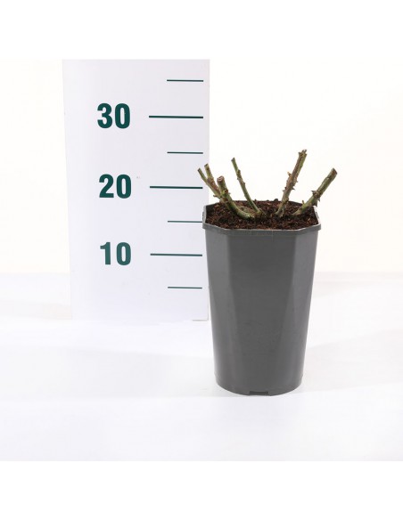 Rosa Acapella Vaso 19 cm: Bicolore Rosso e Argento Profumato