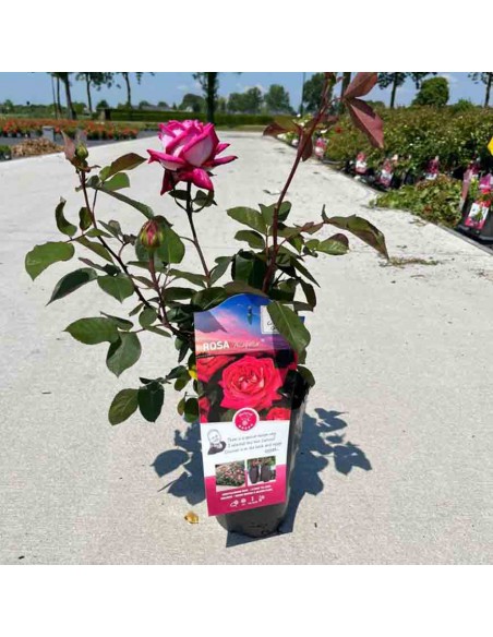 Rosa Acapella Vaso 19 cm: Bicolore Rosso e Argento Profumato